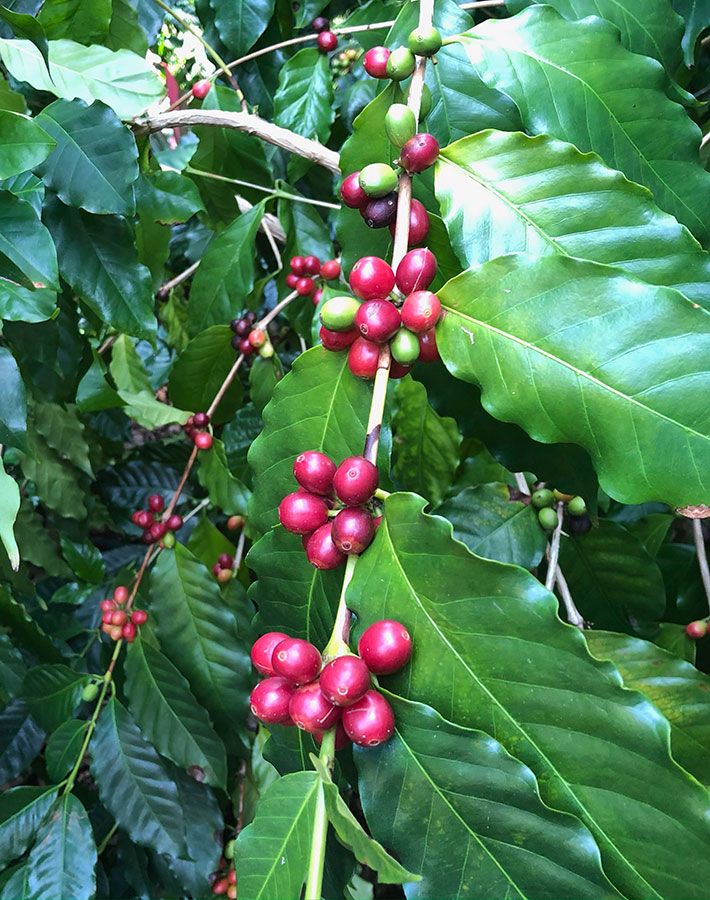 Coffee Cherry Kona Coffee